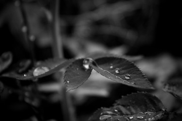 Raindrops on leaves
