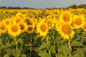 Golden summer sunflower in the sun