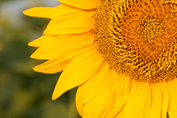 Golden summer sunflower in the sun