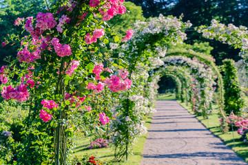 Pink and white roses arch in Rose Garden, Rosenneuheitengarten on Beutig, Schwarzwald, Baden-Baden,...