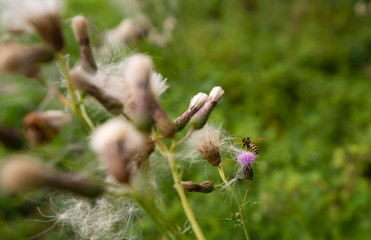 wasp pollinating pink thistle flower in the field during summer