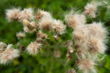 thistle flowers becoming white at the end of the summer
