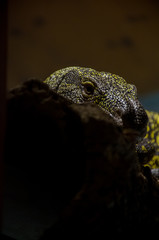 Fototapeta premium Lizard
