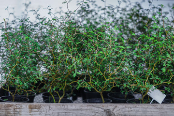 Fototapeta na wymiar Sophora Little Baby in black plastic pots. evergreen decorative shrub