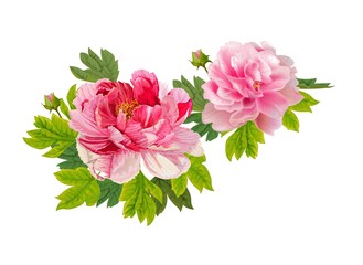 Peonies  and leaves on   background.  Romantic garden flowers illustration.