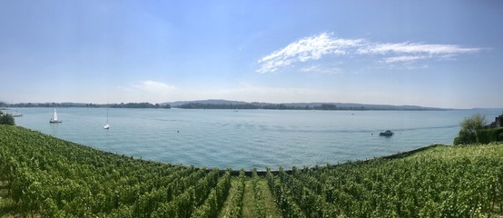 Panorama Seelandschaft mit Reben am See im Sommer