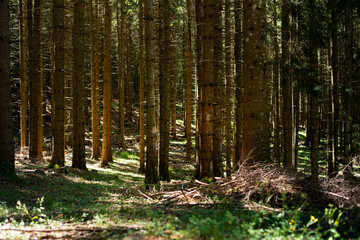 forest of vertical trees with focus on pine trunks with rays of sunshine and a stack of wood twigs