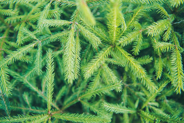 Background of Christmas tree branches. New Year concept. Green tree crowns.