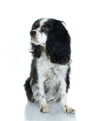 PORTRAIT OF A BLACK AND WHITE CAVALIER CHARLES DOG SITTING AGAINTS WHITE BACKGROUND. ISOLATED AND VERTICAL SHOT.