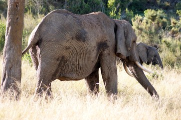 Fototapeta premium Afrika Garden Route