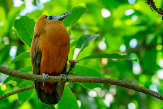 Tropical bird capuchinbird or calfbird (Perissocephalus tricolor) in the rainforest