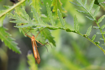 apterobittacus apterus bug