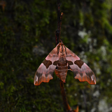 mimas tiliae moth