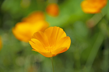 FLOWERS - yellow on green background