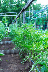Green unripe tomatoes in a small home garden