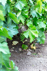 Beautiful young unripe grapes at summer