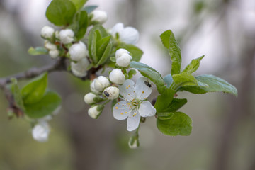 блоня в цвету