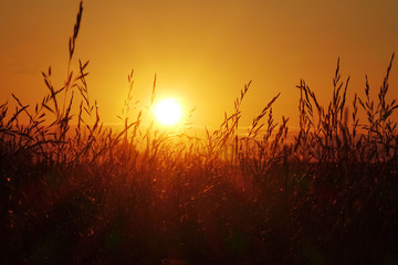 Sunset in the field, beautiful bright color.