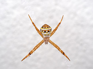 Macro Photo of St Andrew's Cross Spider on Web Isolated on White Wall