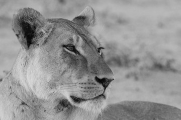 Kalahari Lioness Frame 1