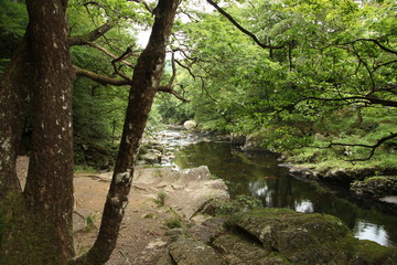 Fototapeta na wymiar Calm river in Forest