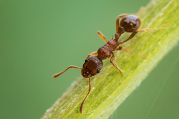 Fototapeta na wymiar Red ant