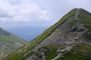 Rumunia, Góry Bucegi - widok ze stadem owiec na zboczu góry ze szczytu Omul © Iwona