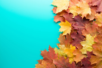 Background of colorful leaves on blue surface