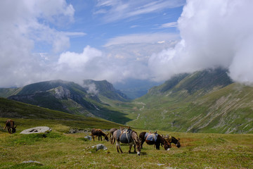 Rumunia, Góry Bucegi - stado osłów na szczycie Omul z widokiem na zieloną dolinę - obrazy, fototapety, plakaty