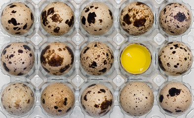 background. quail eggs lie in the packaging tray. one egg is broken. can see yolk