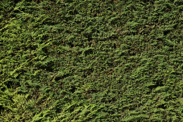 green vegetation texture concept: close up on an hedge