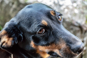 A dog's look at the host with a question