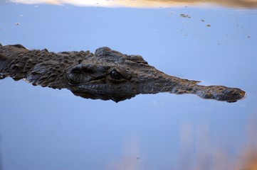 SONY DSC