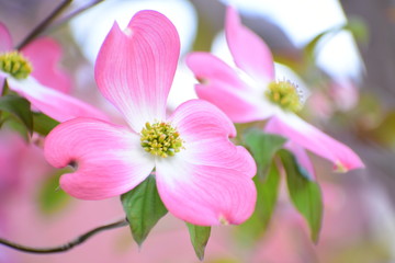 Fototapeta premium ハナミヅキ