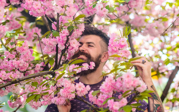 Tenderness concept. Bearded man with fresh haircut with bloom of sakura on background. Man with beard and mustache on happy face near tender pink flowers. Hipster with sakura blossom in beard.