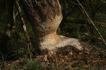 Castor fiber