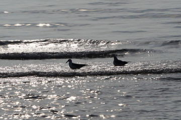 Fototapeta premium 海 鳥