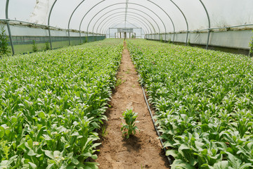 Inside a greenhouse growing stocks