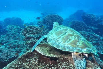 Fototapeta premium Sea turtle, Komodo National Park,Indonesia