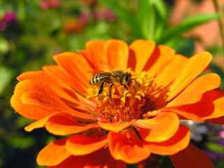 closeup of working bee on the zinnia flower in sunny day