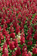 Colourful stocks flowers at flower farm.