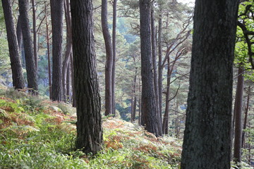 Hillside Forest