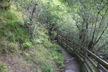 Descending Forest Footpath
