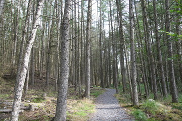 Forest with Footpath