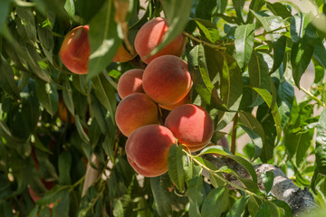Peaches on a branch