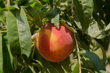 Peaches on a branch