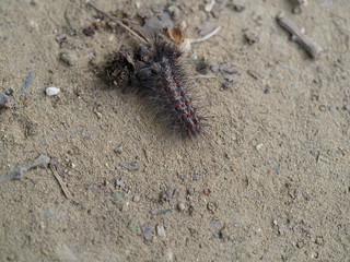 Caterpillar on the road
