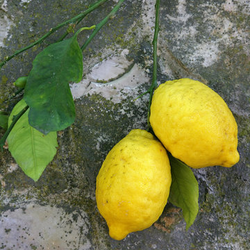 Amalfi Lemons In Campania, Italy 