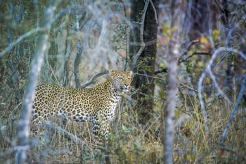 Leopard in Kruger National park, South Africa
