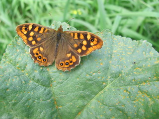 Butterfly in a leaf